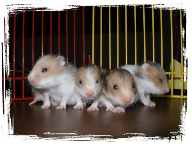 Goldhamster Babys abzugeben ! - Hamster - Lünen