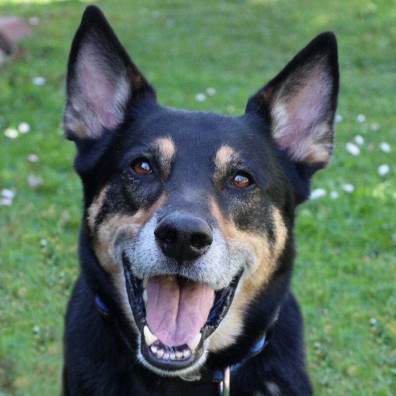 SKYLO - männlich  6 Jahre  58 cm  27 kg  Mix  Gechipt - Hunde - Lauf an der Pegnitz