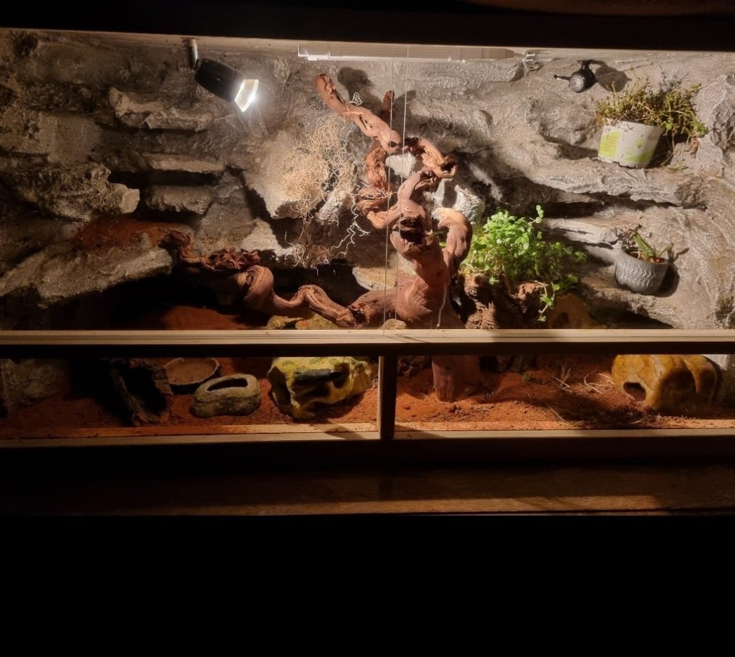 0.3. Leopardgeckos mit Terrarium und Zubehör - Reptilien - Tittmoning