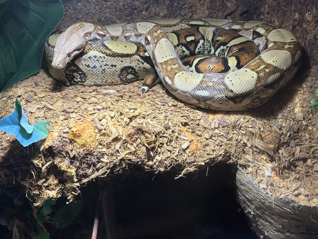 Boa Constrictor Abgottschlange evtl Mix - Reptilien - 51503 Rösrath 