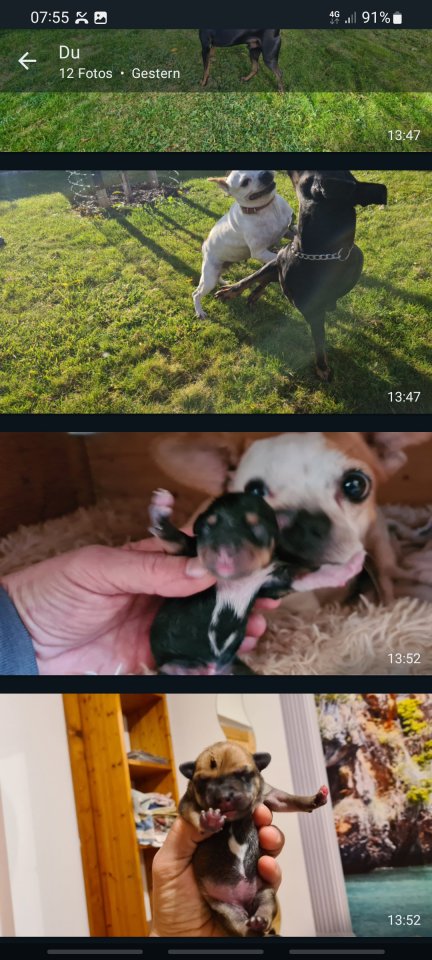 Minibullpinscherwelpen - Hunde - Linz