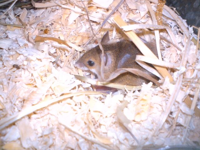 Afrikanische Knirpsmäuse Zwergmäuse aus Hobbyzucht - Maeuse - Königsbrunn