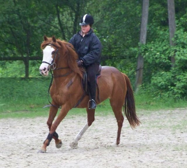 Suche Liebe Reitbeteiligung...♥ - Reitbeteiligung - Gütersloh (Avenwedde)