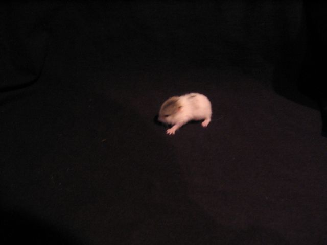 Verschiedene Hamster - Hamster - 