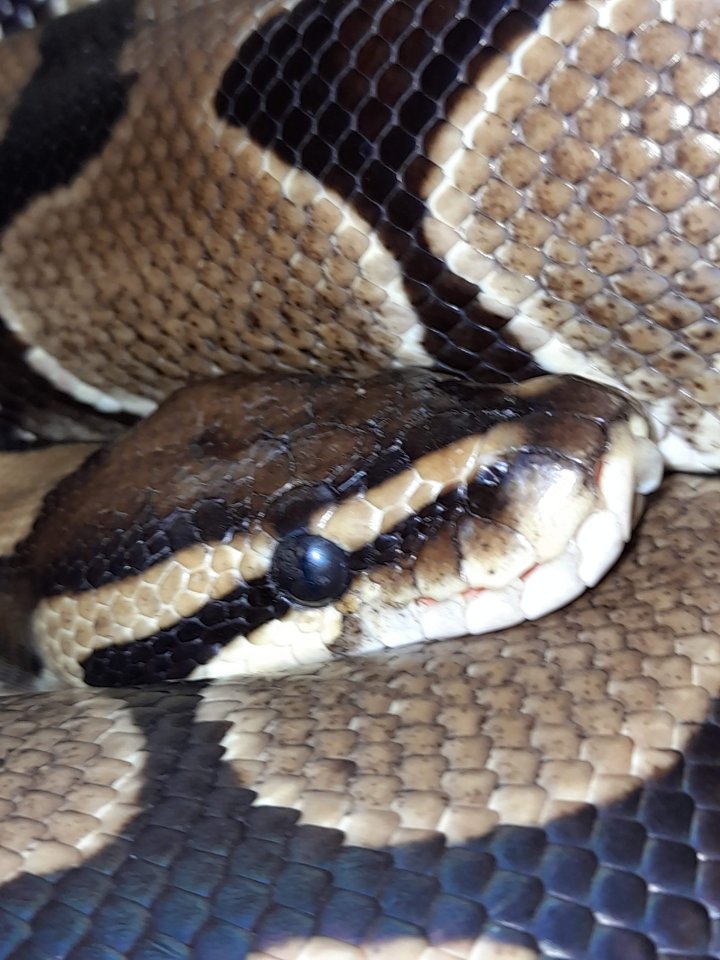 Verkaufe 2 meiner Reptilien aus Platz gründen - Reptilien - Minden