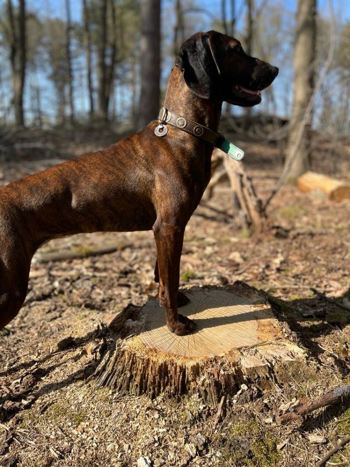 Bayerische gebirgsschweiss hund x Hannoveraanse schweisshund - Hunde - Helmond