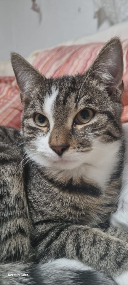 Junger Kater abzugeben - Katzen - Blaufelden