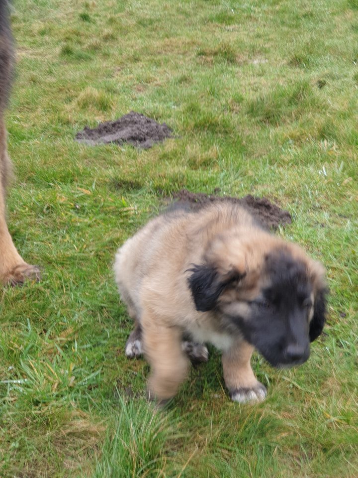 Leonberger x germanischer Bärenhund Welpe Hündin - Hunde - Stuhr