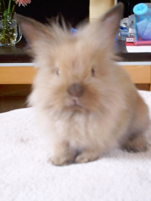 Junges Löwenköpfchen sucht ein neues zu Hause!!! - Hasen Kaninchen - Berlin