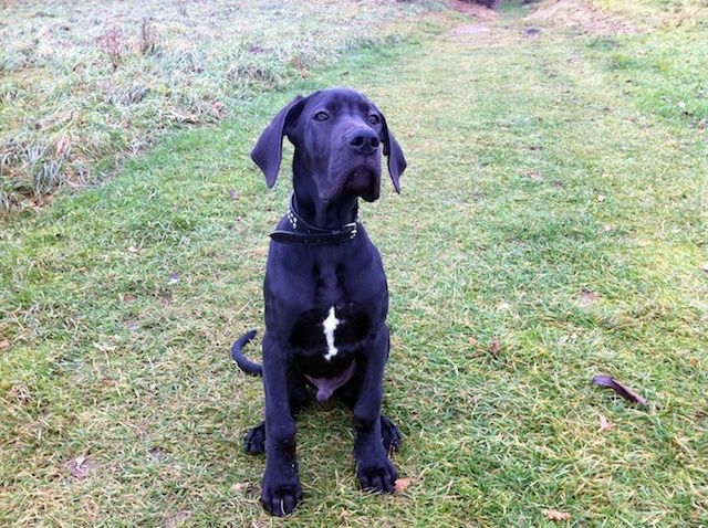 Ganz lieber Deutsche Dogge Welpe Rüde mit Papieren - Haustiere - Wilsdruff