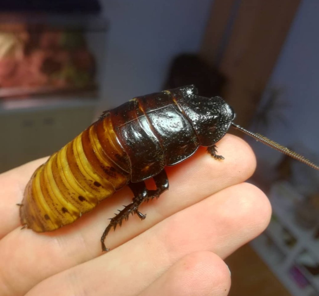 Madagaskar Fauchschaben, G. Portentosa - Futtertiere Allgemein - Aachen