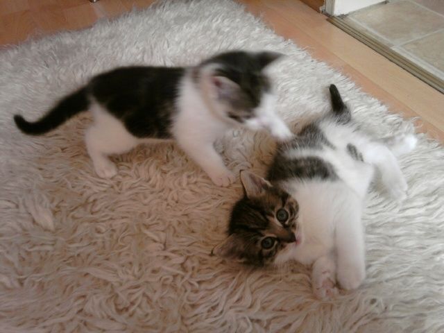 3 Susse Katzenbabys Suchen Ein Zuhause Tieranzeigen Net
