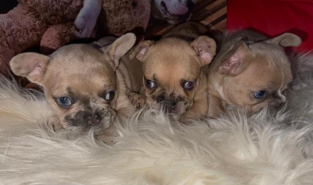Französische Bulldogge Welpen  - Hunde - Mertingen 