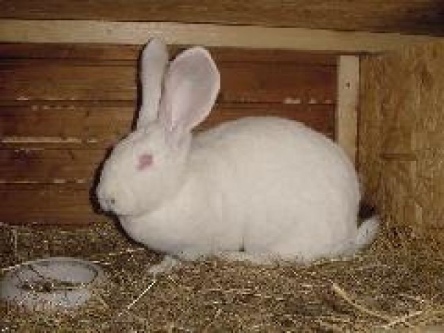 Deutsche Riesen 100 % Reinrassig - Hasen Kaninchen - duisburg