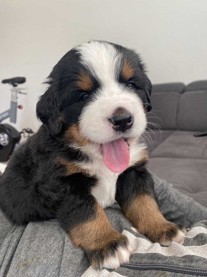 Bernersennenhund Welpe - Hunde - Kada?