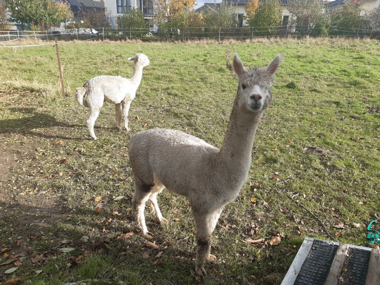Alpakahengste zwei Tiere - Nutztiere - Herford