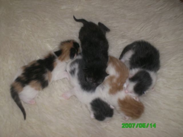 KATZENBABIES JETZT ANSCHAUEN UND RESERVIEREN - Haustiere - berlin