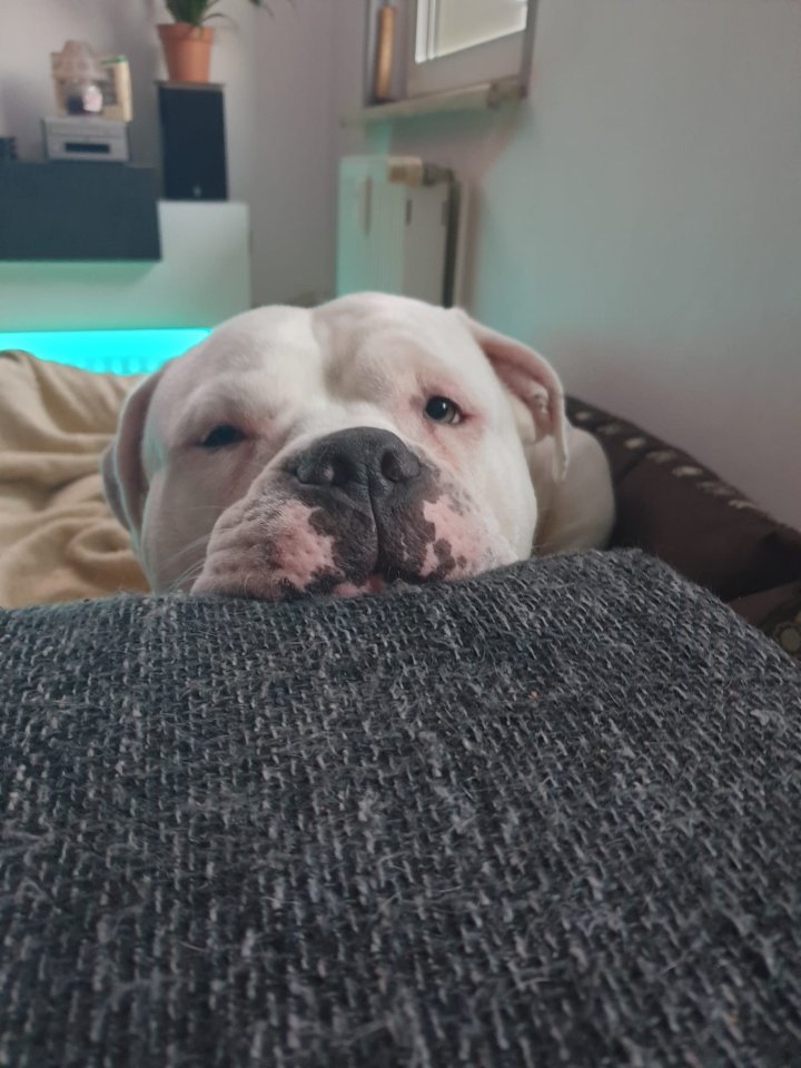 Odin sucht ein schönes Zuhause - Hunde - Märkisch Luch OT Buschow