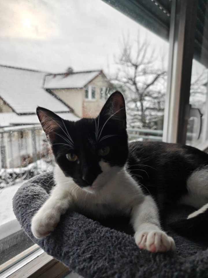 Aus gesundheitlichen Gründen bitte dringend zwei weibliche Mischlingskatzen zu v - Katzen - Mötzingen