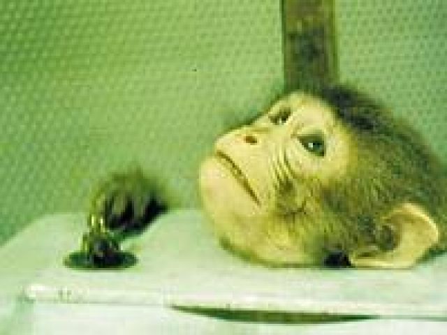 STOPT Tierversuche! -Warum? - Tiere In Not - 