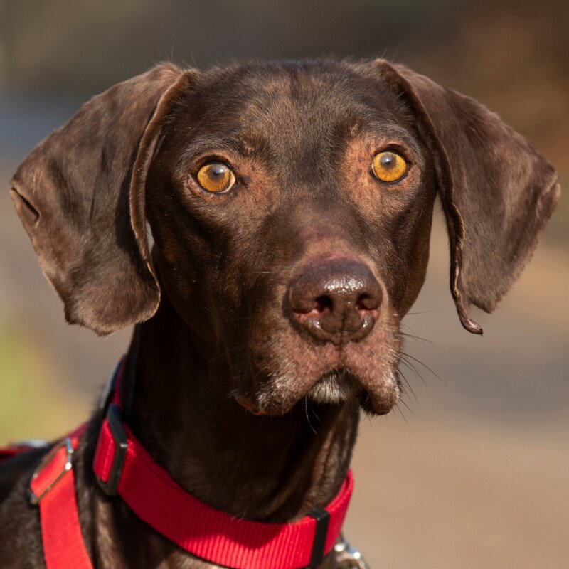 CHOCO - männlich 7 Jahre 56 cm 23 kg Deutsch Kurzhaar Gechipt Kastriert - Hunde - Lauf an der Pegnitz