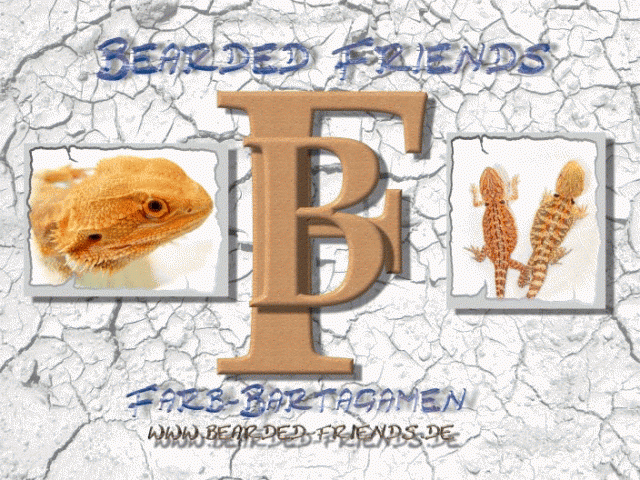 Farb-Bartagamen Nachzuchten - seltene Verpaarung - Terrarien - Köln