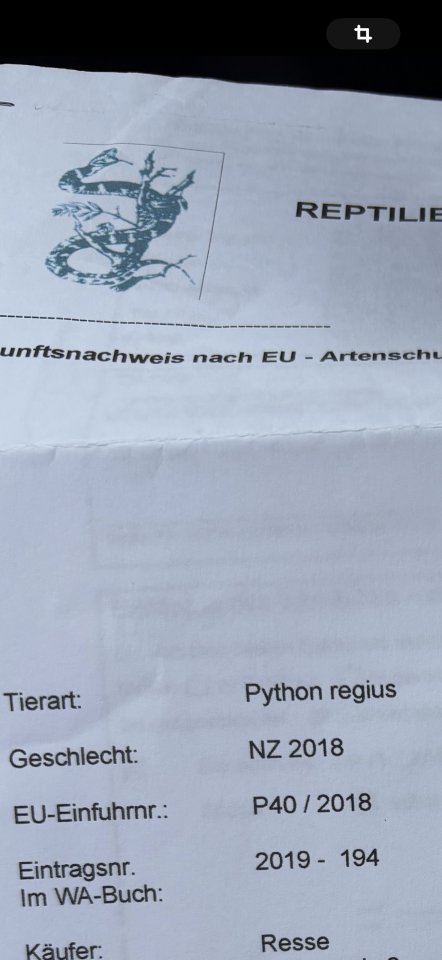 Königspython paradox het piebald, - Reptilien - Wedemark