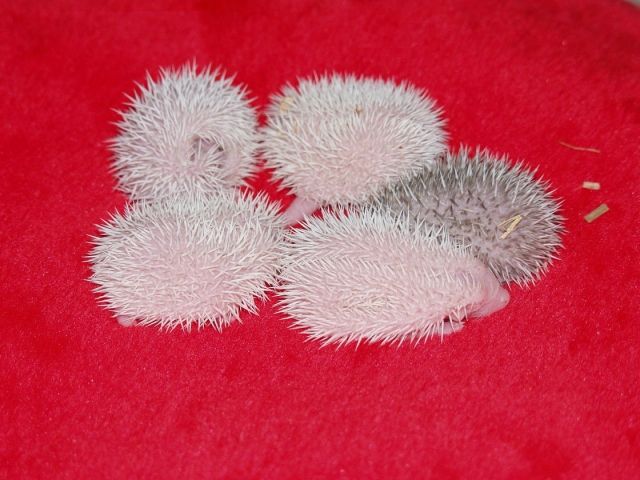 Afrikanische weissbauchigel in Sonderfarben - Sonstige Haustiere - Schöneck