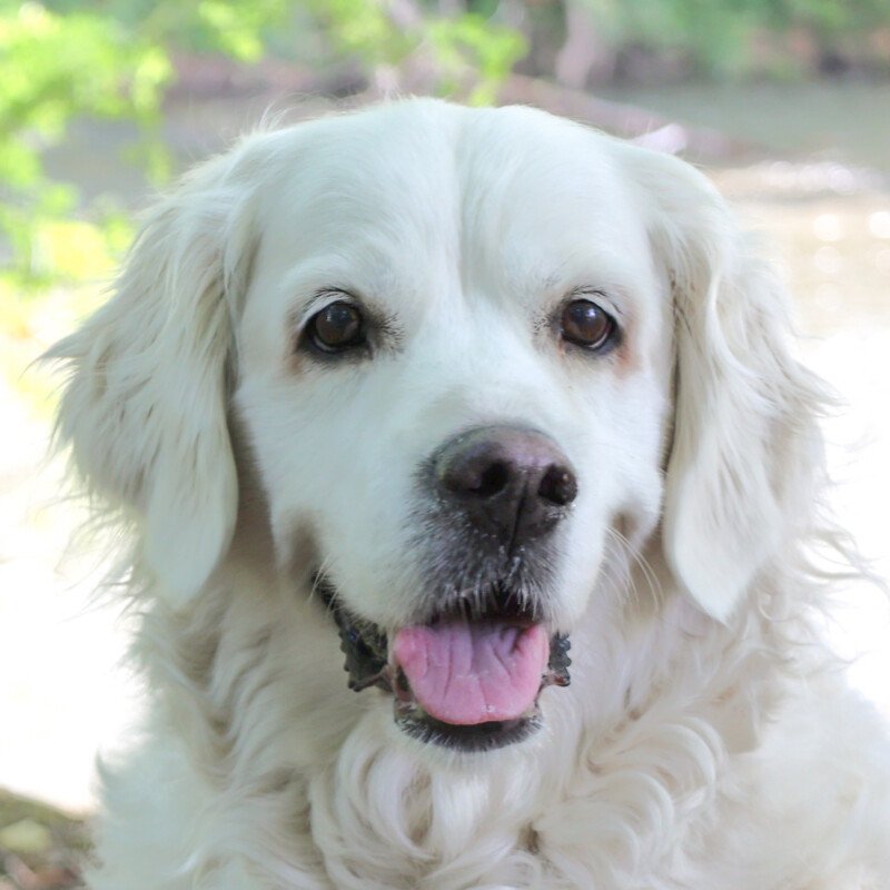 WHITHE AMY - weiblich 9 Jahre 55 cm 36 kg Golden Retriever Gechipt Kastriert Mit - Hunde - Lauf an der Pegnitz