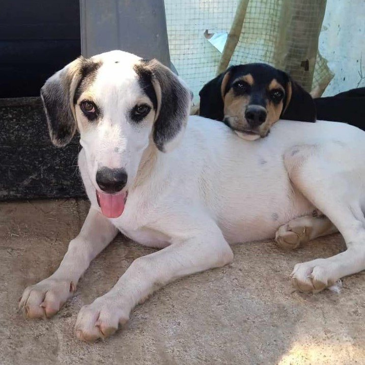 Mateo sucht ein Zuhause - Hunde - Krefeld