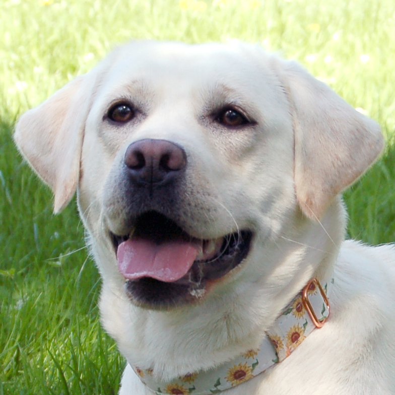 JUNA - weiblich  1 Jahr  54 cm  26 kg  Labrador Retriever reinrassig  Gechipt - Hunde - Lauf an der Pegnitz
