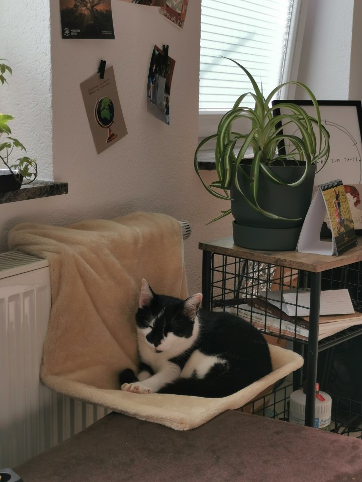 Allergienotfall! Verschmuste, freundliche Katze - Katzen - Radolfzell