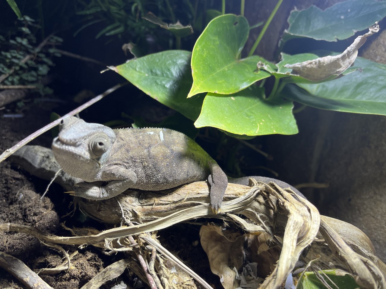 Panther Chamäleon mit Terrarium - Reptilien - Gelnhausen