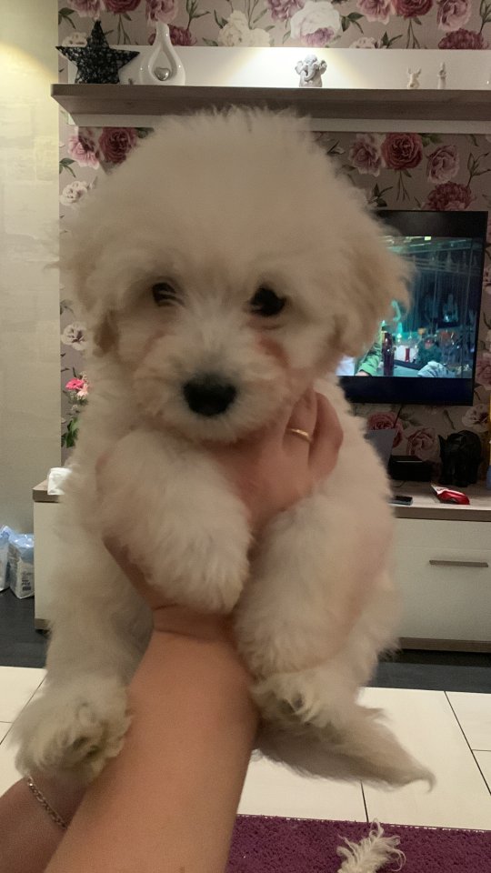Goldendoodle Medium   Samojede - Hunde - Heinsberg