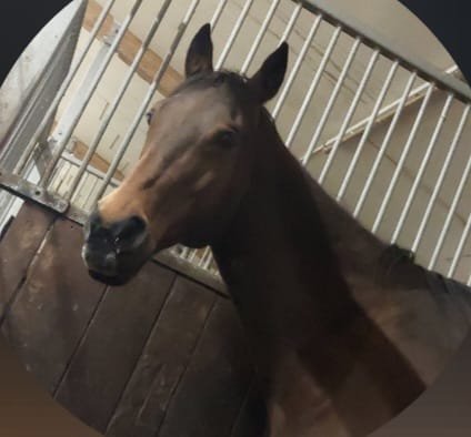 Beistellpferd sucht liebevolles Zuhause - Pferde - Sinsheim