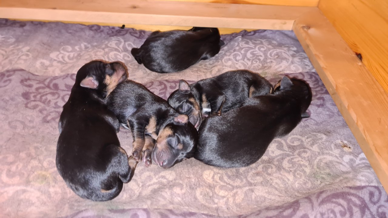 Jagtterrier Patterdaleterrier Welpen - Hunde - Datteln