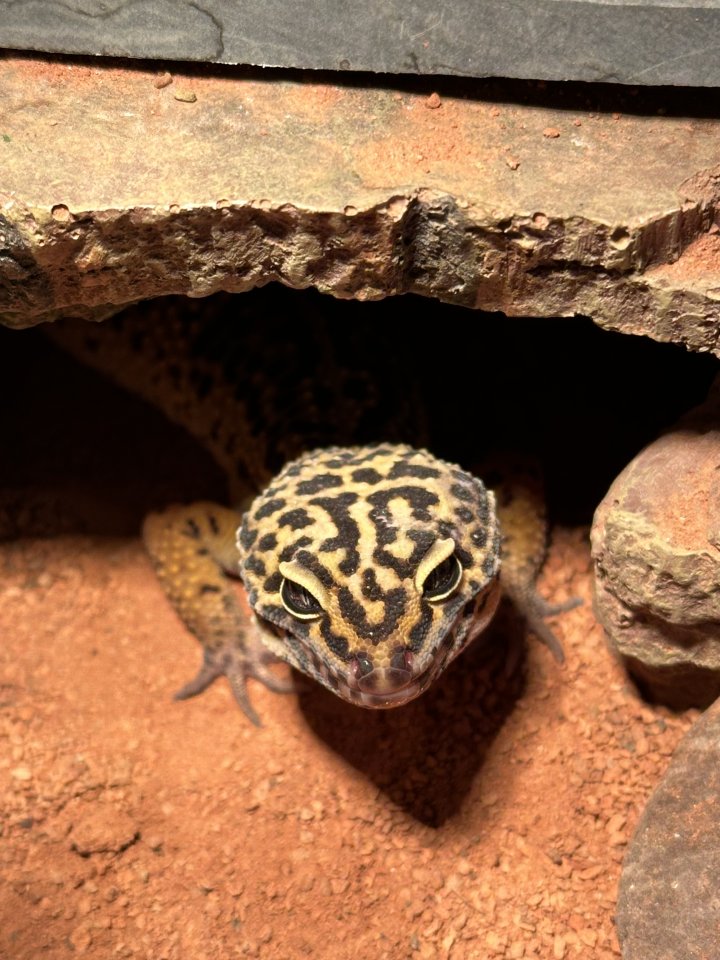 Leopardgecko-Männchen - Reptilien - Frankfurt am Main