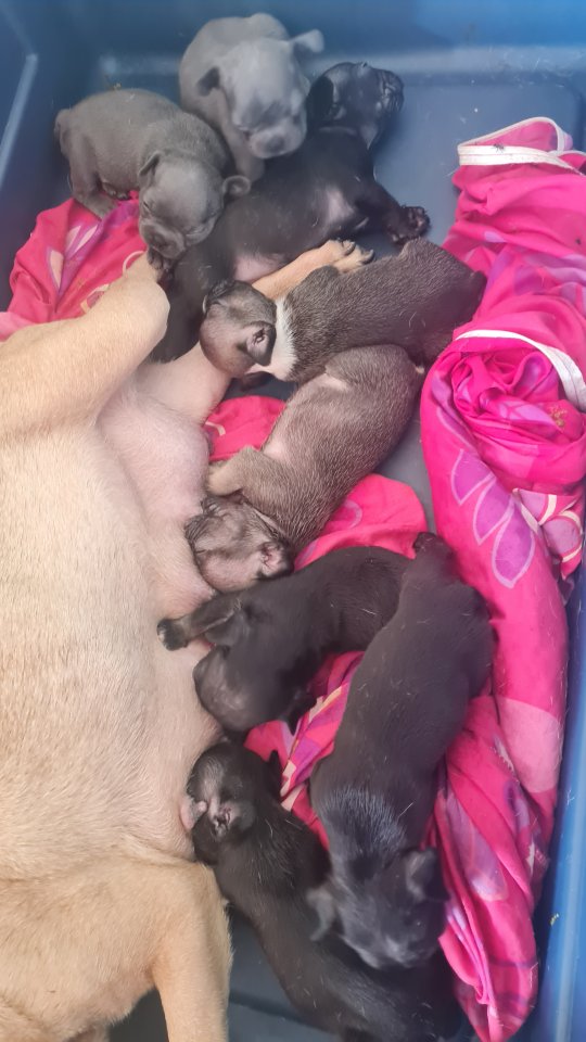 Zuckersüße französische bulldogge Welpen - Hunde - Neunkirchen