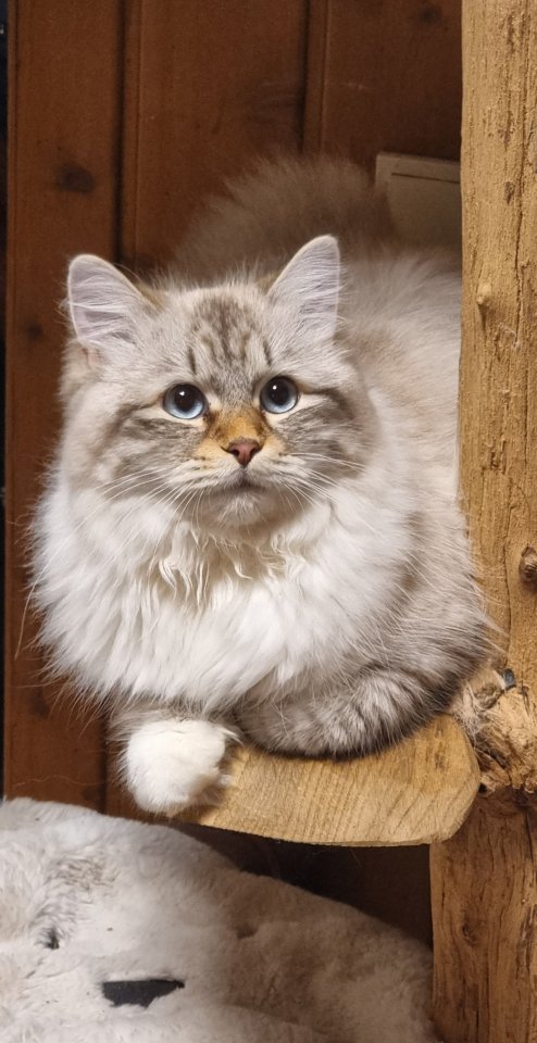 Neva-Masquarade & Sibirische WaldKatzen mit exzellente Stammbaum - Katzen - recklinghausen