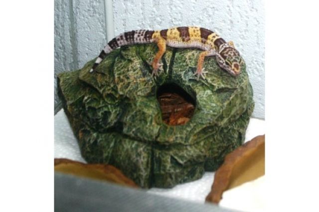 2 Leopardgeckos mit Terrarium und Zubehör abzugeben - Reptilien - Stolzenau