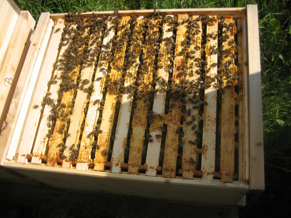 Ableger Carnica-Troiseck DNM - Übernacht-Versand möglich - Insekten - Kamen