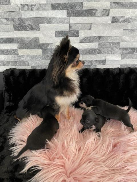 Wunderschöne Reinrassige Chihuahua Welpen Weibchen  - Hunde - Tuningen 