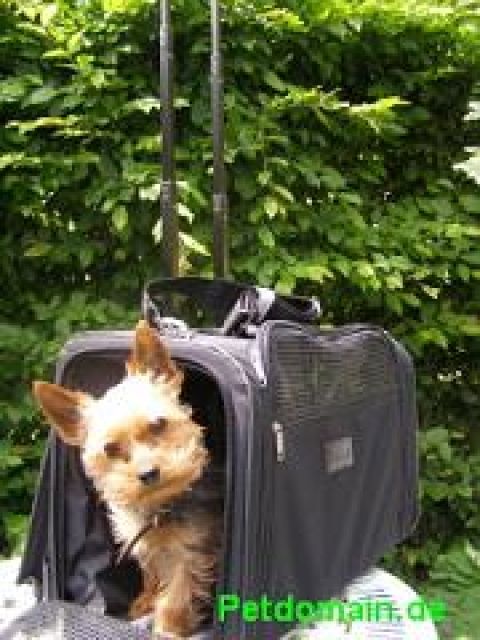 5 in 1 Transporttasche - Hunde - Bünde