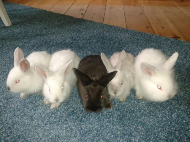 Kaninchenbabys suchen liebevolles Zuhause..! - Hasen Kaninchen - Kablow
