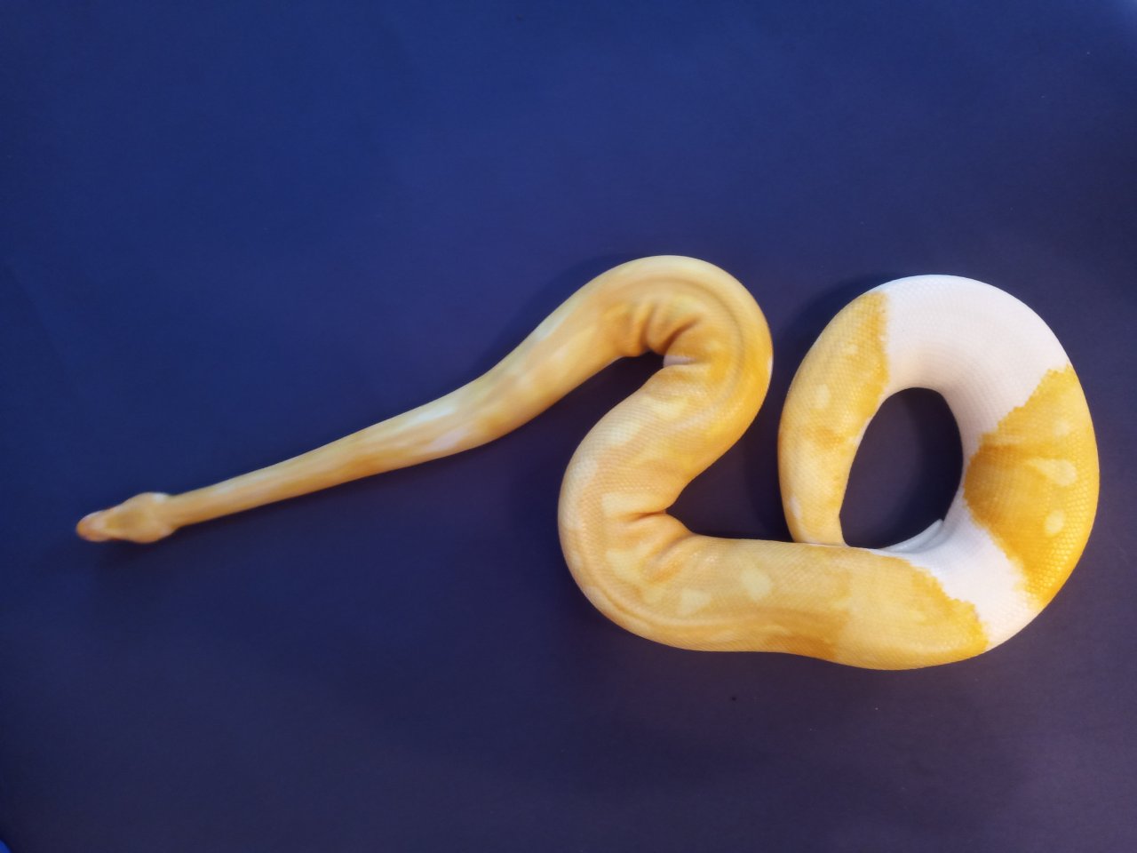 0.1 Albino Piebald DNZ 2019 - Reptilien - Aichhalden