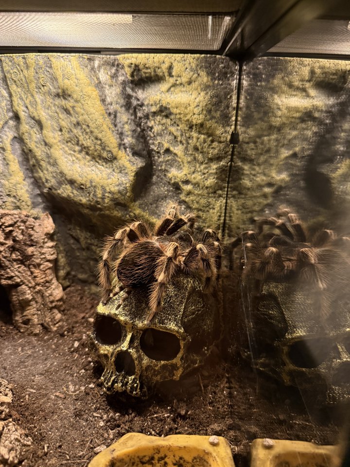 Vogelspinne - Acanthoscurria geniculata - Sonstiges - Hamburg