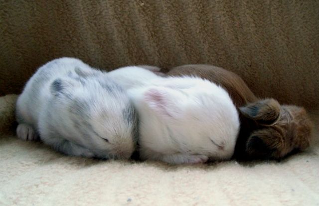 4 süße Löwenkopf-Babies abzugeben! - Hasen Kaninchen - Hofheim