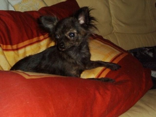 kleine langhaar hunde