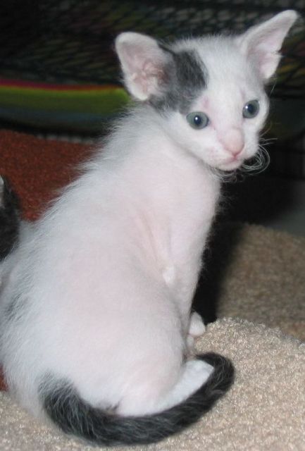 LaPerm Kitten (Naehe AC/Selfkant) - Katzen - 