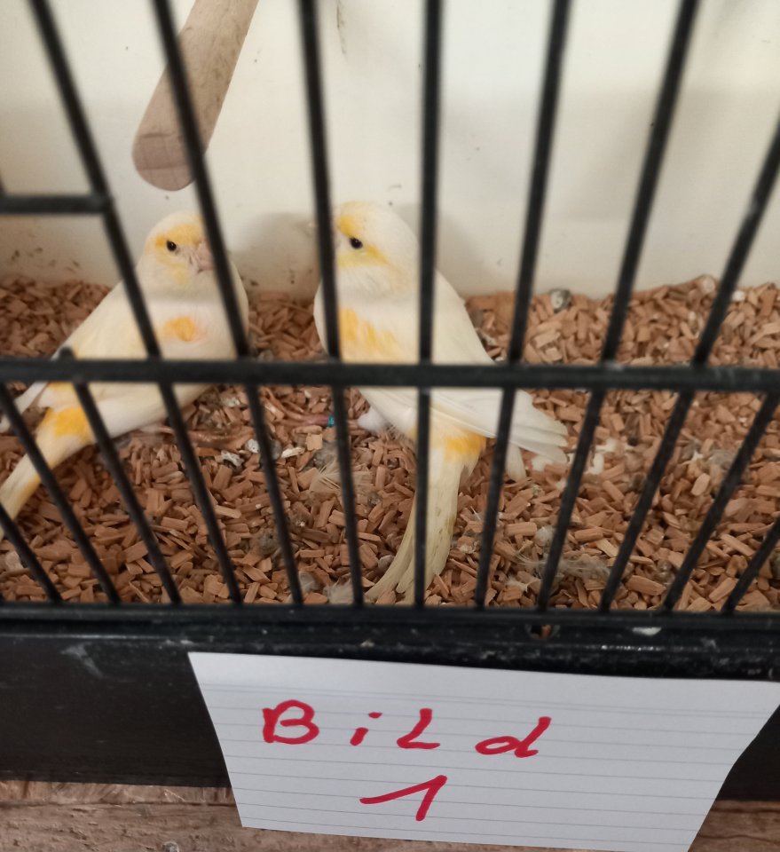 Kanarienvögel von 2025 - Voegel - 37339